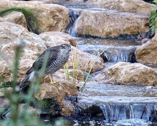 sparrowhawk